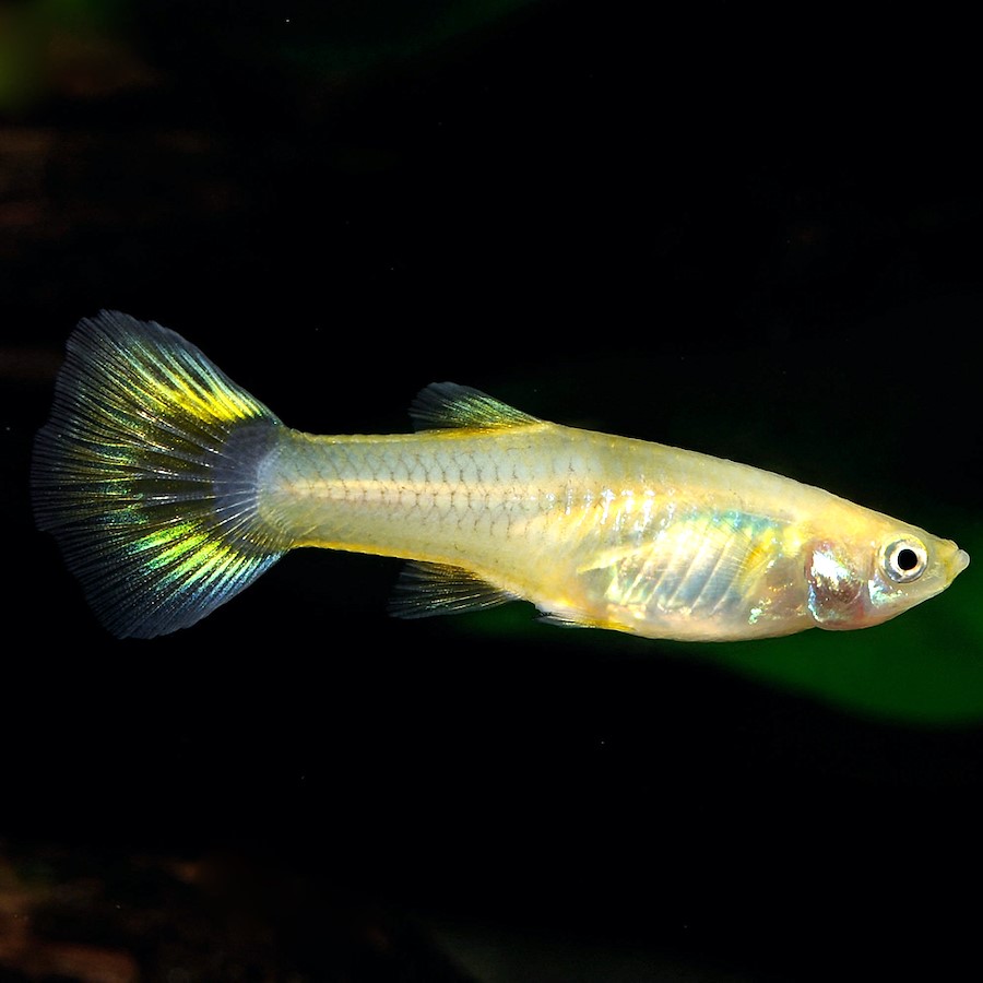 Guppy vrouw